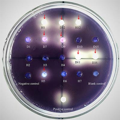 Anti-quorum Sensing Activities of Selected Coral Symbiotic Bacterial Extracts From the South China Sea